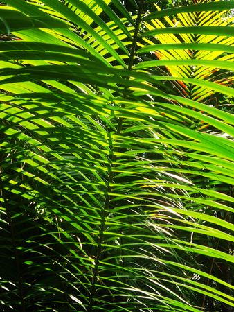 palm fronds in sunlightの写真素材