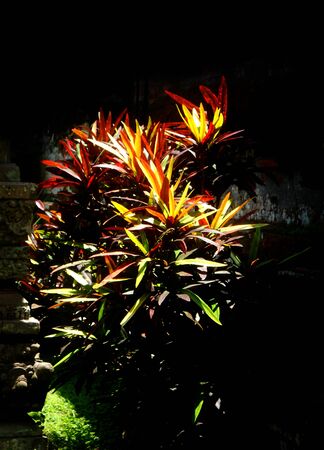 sunlit ornamental leavesの写真素材