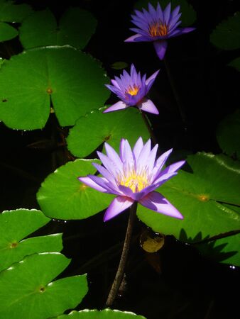 beautiful purple waterlilies (lotuses), against their gree leaves, on a pondの写真素材
