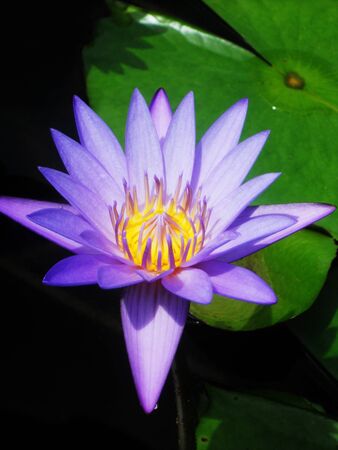 beautiful purple waterlily (lotus), against its gree leaves, on a pondの写真素材