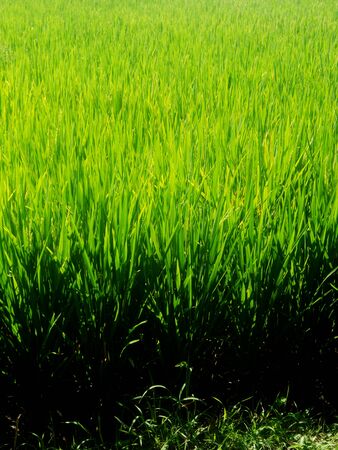 rice growing in fieldの写真素材