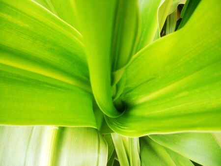 Center of green leavesの写真素材