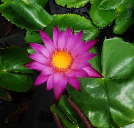 pink lotus, closeup of a lotus flower in deep pinksの写真素材