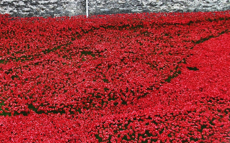 many red flowersの写真素材