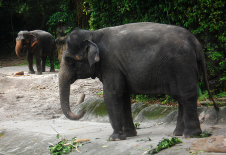 Asian elephants (captive at Singapore zoo)の写真素材