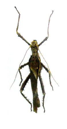 tropical insect tropical insect