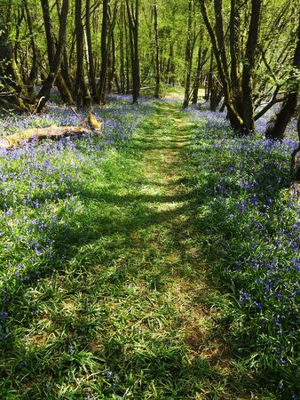 British bluebells growing in open woodland with pathの写真素材