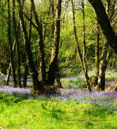 British bluebells growing in open woodlandの写真素材