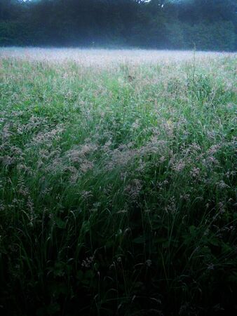 long grasses and mist, in the stillness of eveningの写真素材