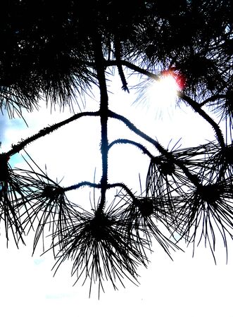 pine needles growing on the pine tree, silhouettedの写真素材