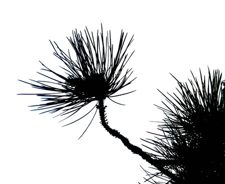 pine needles growing on the pine tree, silhouettedの写真素材