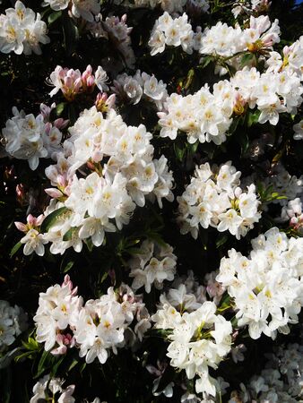 White flowering bush in the sunの写真素材