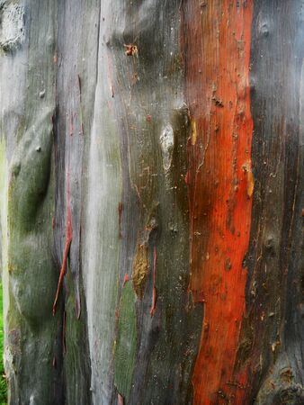 Eucalyptus Deglupta barkの写真素材
