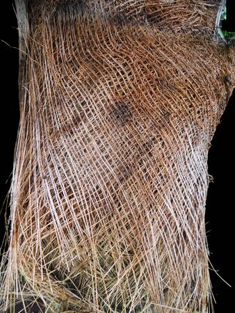 palm tree detail showing woven textureの写真素材