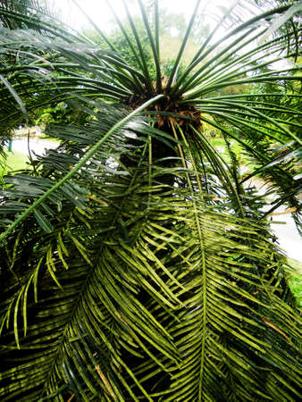 palm tree closeup