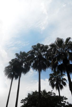 Palm trees, Malaysiaの写真素材