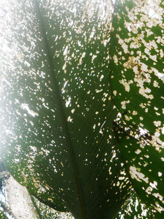 sunlight through insect-damaged leaf