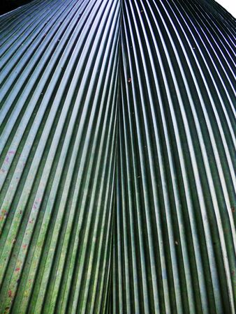 closeup of large palm leaf, Malaysiaの写真素材