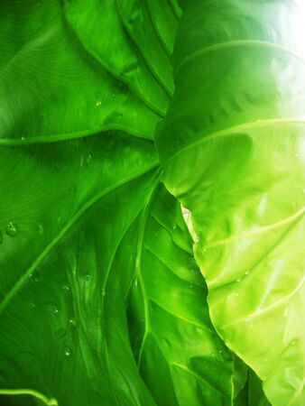 Sun through large tropical leafの写真素材