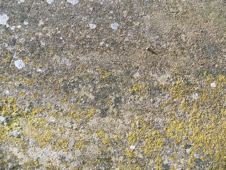 Stone texture with lichen, lichen on surface of stone, gray and yellow, ideal for natural grunge backgrounds.の写真素材