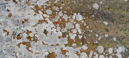 Stone texture with lichen, lichen on surface of stone, gray and yellow, ideal for natural grunge backgrounds.の写真素材