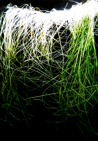 Fine hair-like texture of growing plants, white to green on black background.の写真素材