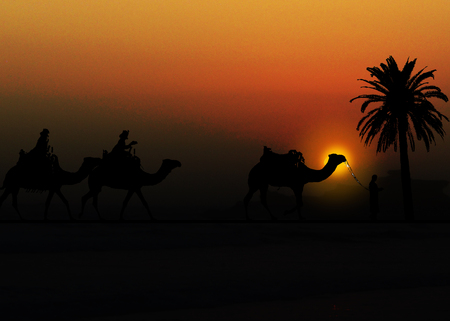Christmas card with three camels in a sunset desert landscape with palm tree, we three kings Christmas card, a photographic Christmas card.の写真素材