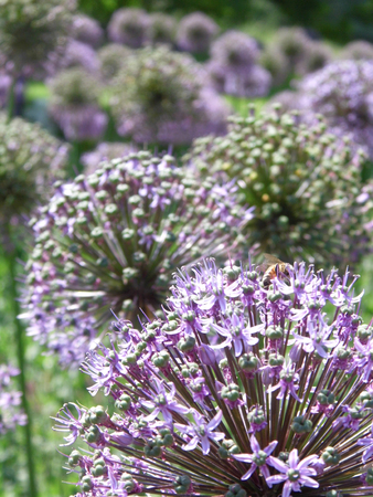 Many purple Allium flowers in an ornamental garden border, narrow depth of field, with the distance out of focus.の写真素材