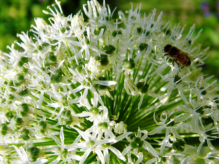 Closeup of white Allium flower with a honey bee.