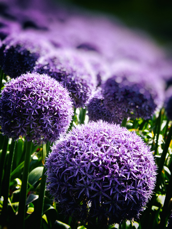 Many purple Allium flowers in an ornamental garden border, narrow depth of field, with a gradation blur.の写真素材