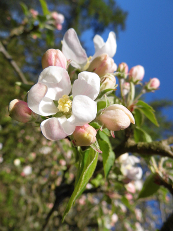 Closeup of apple blossom, spring, Surrey, England.の写真素材