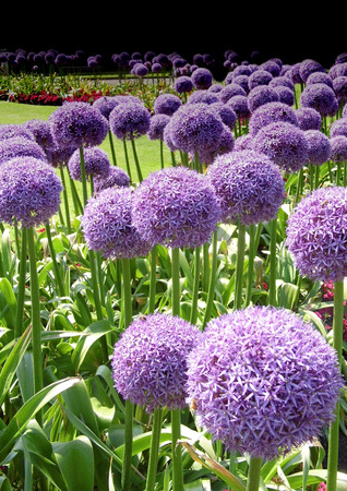 Many purple Allium flowers in an ornamental garden border.の写真素材