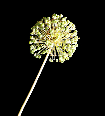 A single Allium flower head in the sun, yellow-green, isolated against a black background.の写真素材