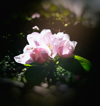Sunlit apple blossom, spring, UK, with dark blur vignette.の写真素材