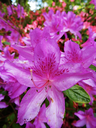Purple Azalea flowers closeup, spring, England.の写真素材