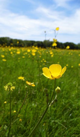 a beautiful meadow with buttercups in Surrey, UKの写真素材