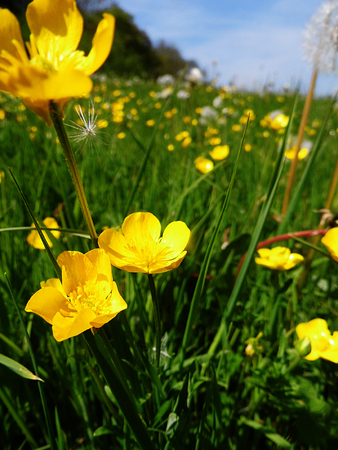 Closeup of buttercups growing in Surrey, UKの写真素材