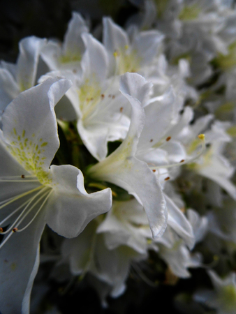 Delicate yellow and white Azelea flowers closeup, spring, England.の写真素材