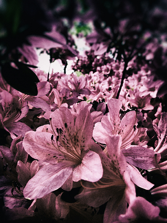 Delicate Azelea flower closeup against dark background, with dark blur vignette and color manipulation, pink tint.の写真素材