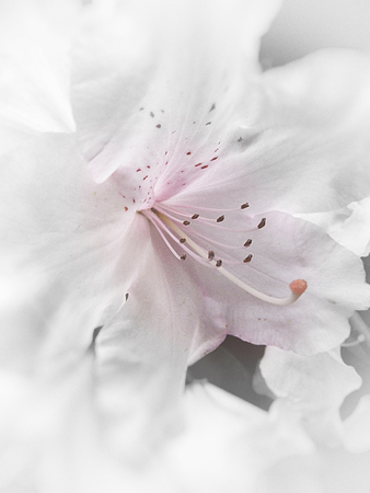 Delicate purple and white Azelea flower closeup with pale blur vignette and color changes.の写真素材