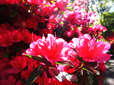 Pink Azelea flowers growing in England.の写真素材