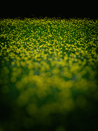 a beautiful meadow with buttercups in Surrey, UK, with dark blur vignette.