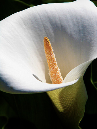 Closeup of a white Arum lily flower.の写真素材