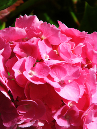 Pink Hydrangea blossom, growing in the UK, early summer.の写真素材