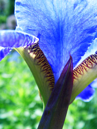 Iris flower, blue-purple, closeup.の写真素材