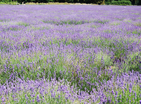 Field of Lavender flowers, with rows of lavender, early summer, UK.の写真素材