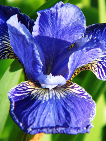 Iris flower, blue-purple, closeup.