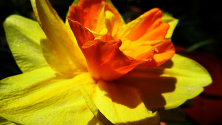Daffodil closeup, spring, UK.の写真素材
