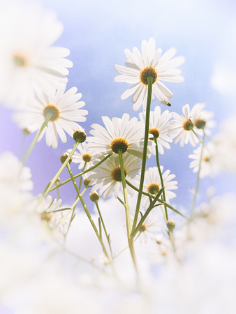 Shasta daisies growing wild in Surrey, UK, in early summer, viewed against the sky, with a pale blur vignette and color changes.の写真素材