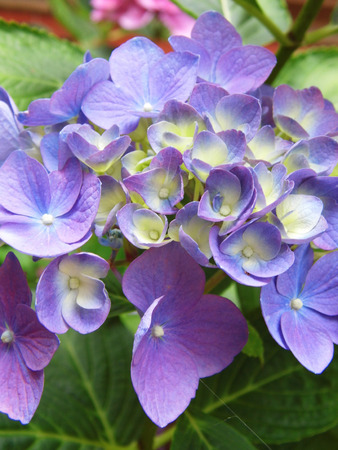 Pink and blue Hydrangea blossom, growing in the UK, early summer.